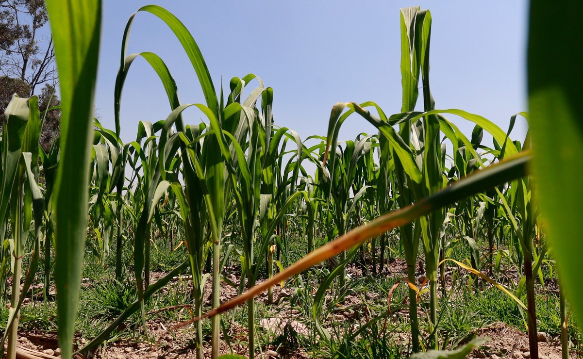 Prevén ciclo agrícola favorable para 2025 en Edomex