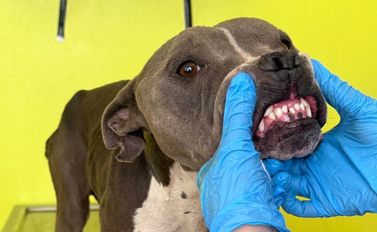 El perro rescatado en Cacalomacán presenta pérdida severa de masa corporal / Foto Especial