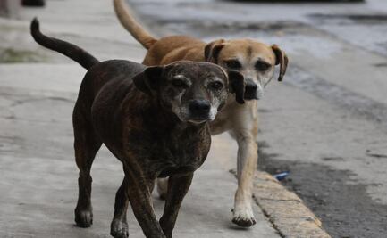 ¡Día Mundial del Perro! Congreso del Edomex coadyuva para garantizar el cuidado y bienestar animal