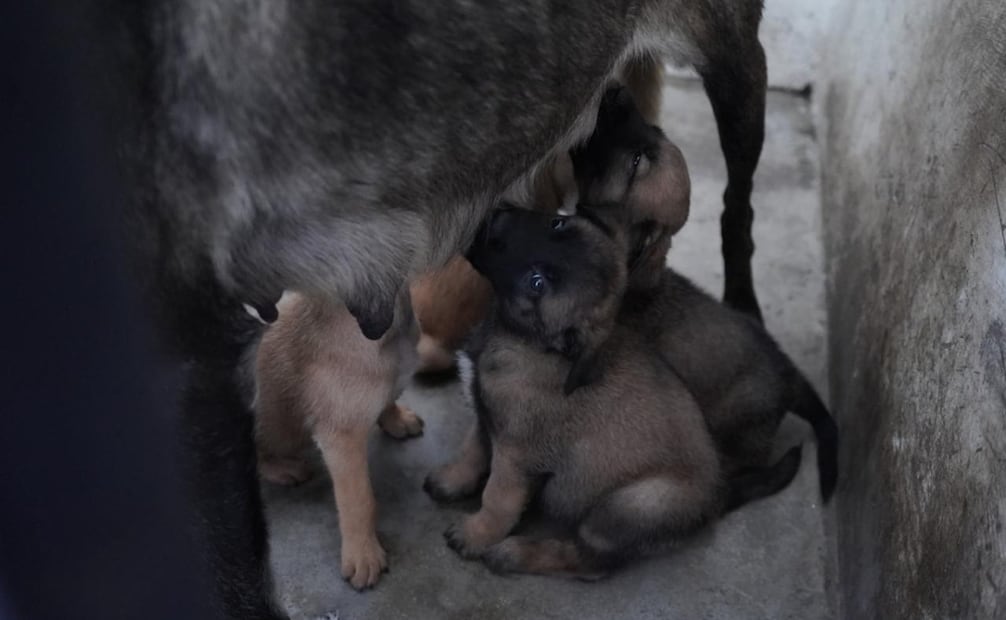 Tras concluir su etapa de crecimiento, los cachorros serán evaluados para especializarse en detección, búsqueda y patrullaje táctico. Foto Especial
