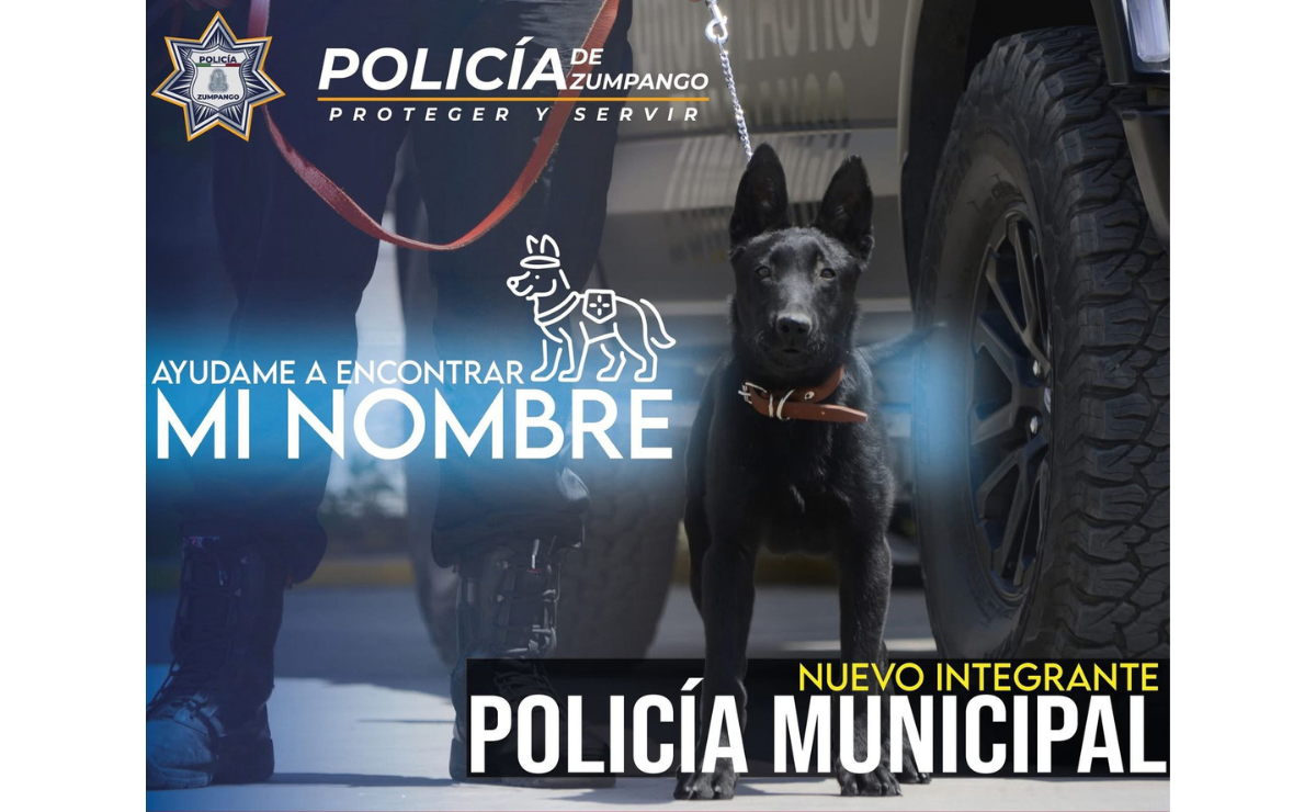 Zumpango da la bienvenida a su nuevo oficial canino. ¡Ayúdale a elegir su nombre! Foto: Especial
