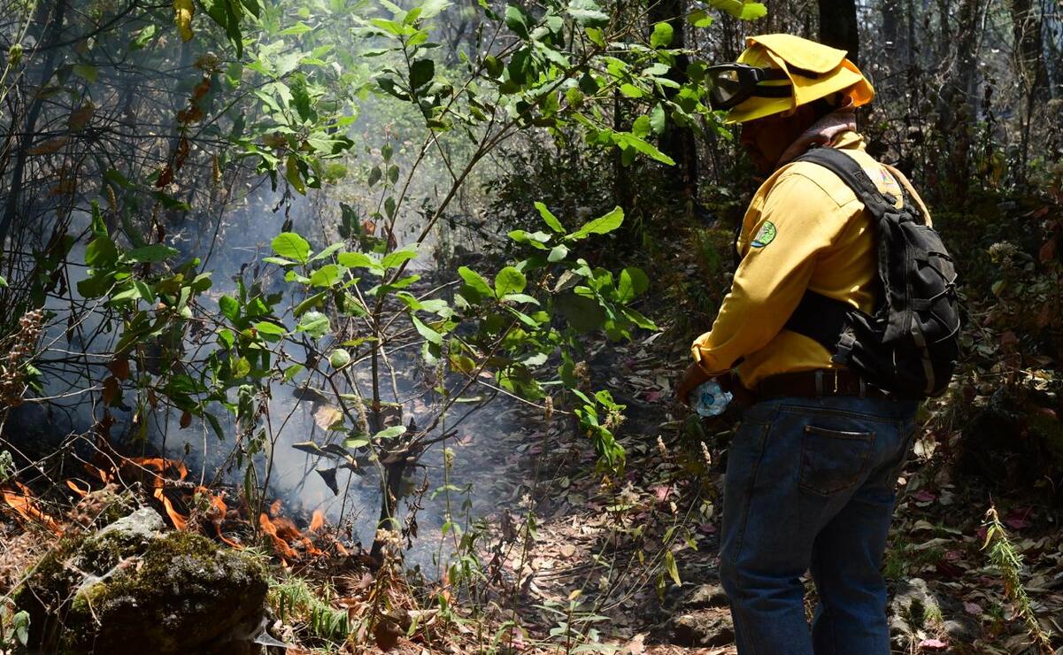 Lucha por proteger la vida de los bosques / Foto Especial
