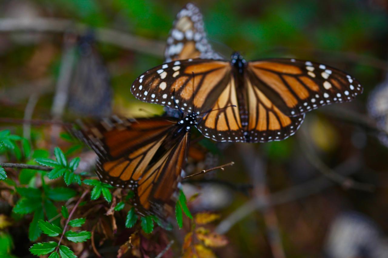 La Mariposa Monarca emigra hacia México a finales de agosto, pero su llegada varía, ya que la entrada de la estación fría a México no es puntual. Foto Jorge Alvarado