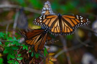 Proponen proteger sitios de hibernación de la mariposa Monarca en Edomex