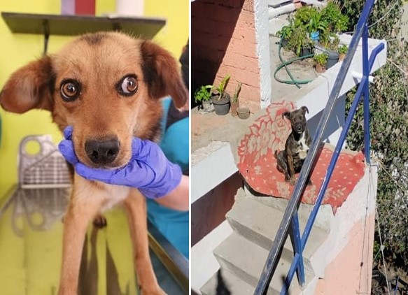 Victoria contra el maltrato: Rescatan a 8 perros en Toluca