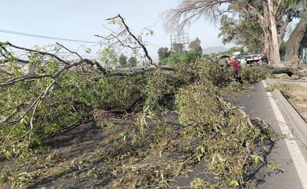 Carretera México-Pachuca colapsa por la caída de eucalipto gigante en Ecatepec