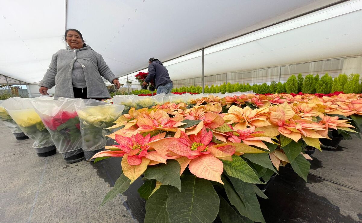 La venta de la flor no solo es un orgullo para la comunidad, sino también una fuente importante de ingresos. Foto: Michelle Sánchez