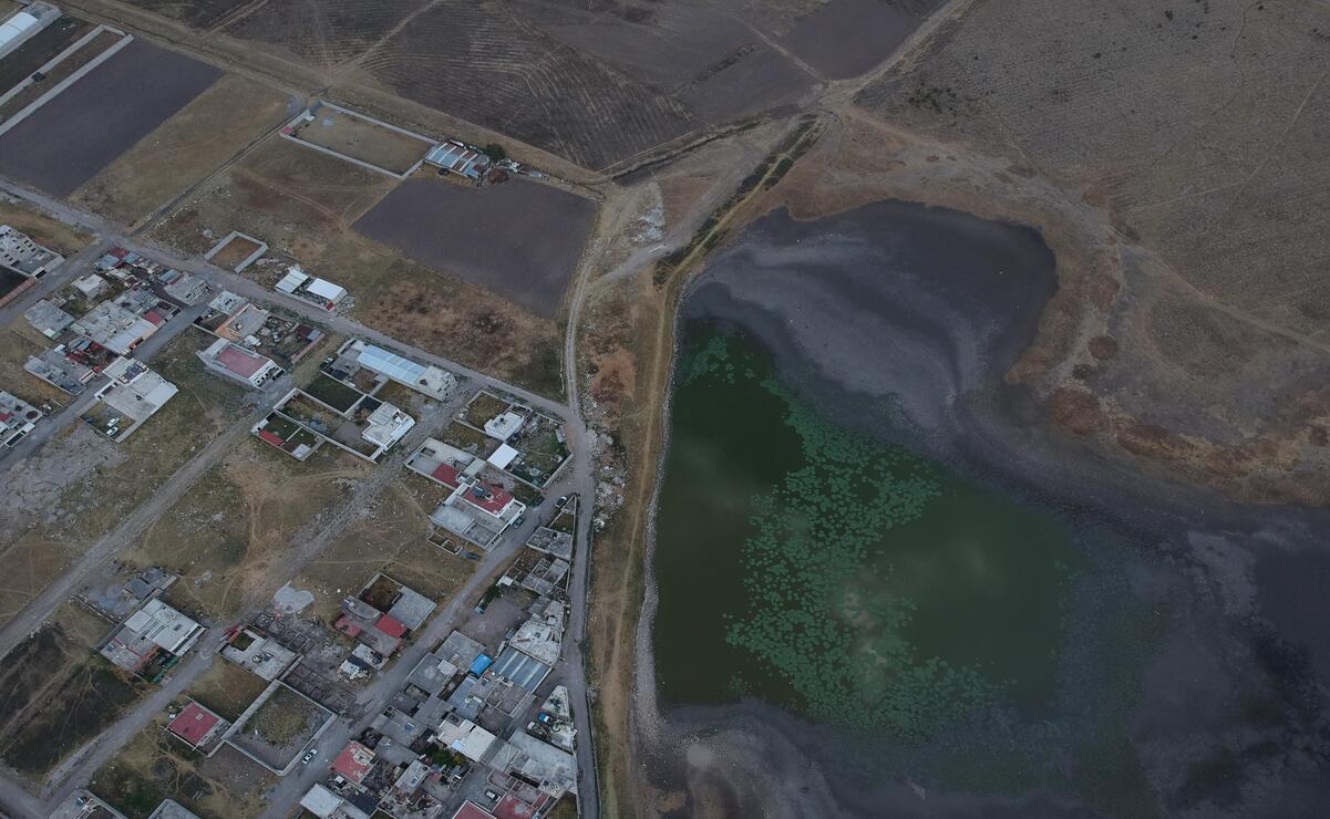 El lirio acuático representa una amenaza ecológica en cuerpos de agua templados como los del Valle de Toluca. Foto: Alejandro Vargas / El Universal Estado de México