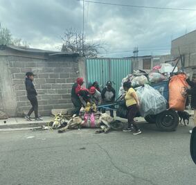 ¡Indignante! Caballo explotado hasta el colapso en Los Reyes La Paz
