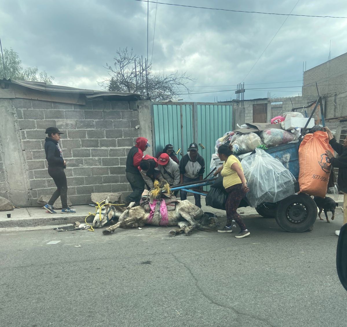 ¡Indignante! Caballo explotado hasta el colapso en Los Reyes La Paz