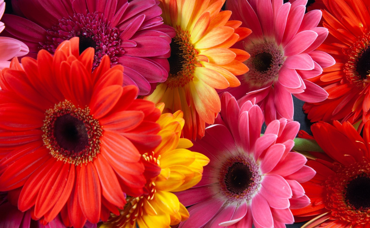 La belleza de las gerberas, un regalo natural para el Día de las Madres. Foto: Arturo Hernández