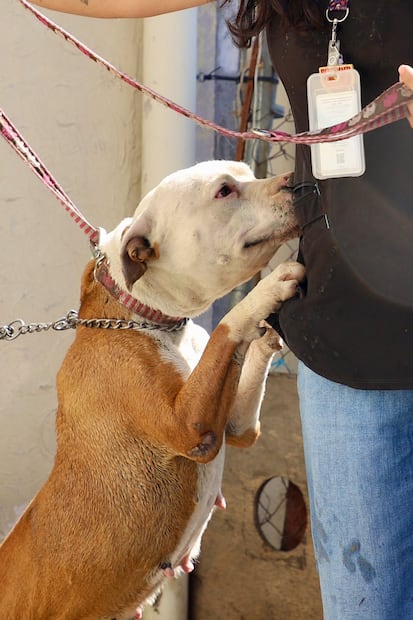 La canina, una cruza de pitbull, se encontraba sujeta a una cadena de apenas un metro de largo, sin protección contra el sol o la lluvia y rodeada de desechos. Foto Especial