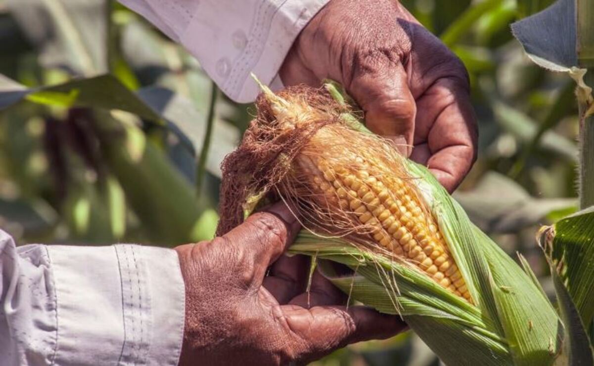 El cultivo de maíz fue uno de los más afectados por las variaciones climáticas. / Foto: Especial