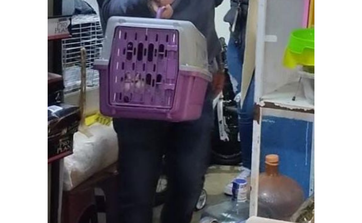 Animales rescatados de un crematorio clandestino en Tecámac reciben atención en el Centro de Bienestar Animal Foto: Especial