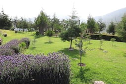 Raciel Pérez encabeza el arranque de la jornada por el medio ambiente para plantar 50 mil árboles 
