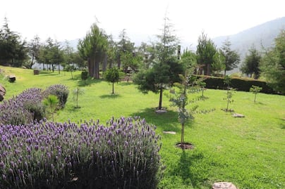 Raciel Pérez encabeza el arranque de la jornada por el medio ambiente para plantar 50 mil árboles 