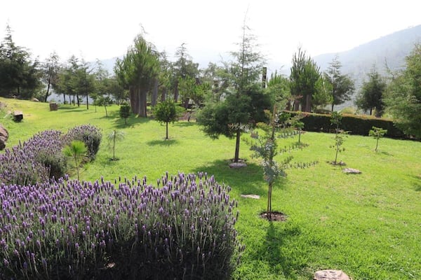 Raciel Pérez encabeza el arranque de la jornada por el medio ambiente para plantar 50 mil árboles 