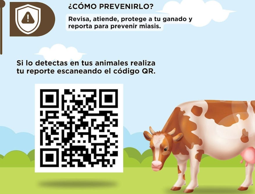 Se recomienda a los ganaderos revisar minuciosamente heridas, ombligos de recién nacidos y zonas mucosas de sus animales. Foto Especial