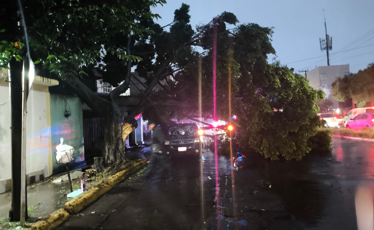 ¡Alerta en Tlalnepantla! Lluvias derriban árbol y causan caos en Viveros de la Loma