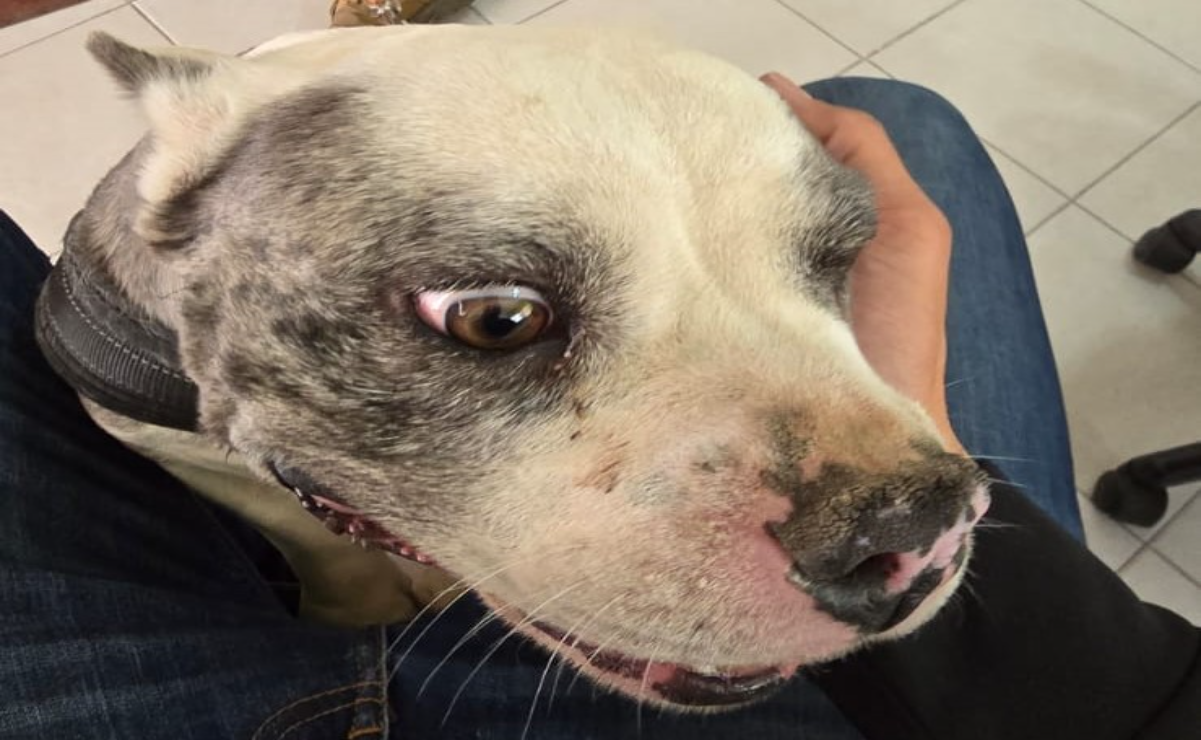 Una de las perritas rescatadas fue canalizada a una veterinaria privada / Foto Especial