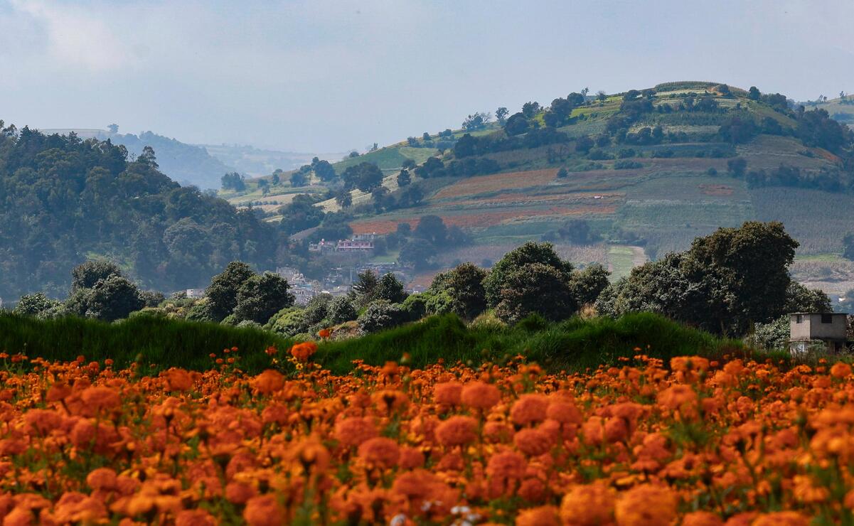 También se preparan otro tipo de flores como nube, alhelí, crisantemo y terciopelo / Foto Alejandro Vargas