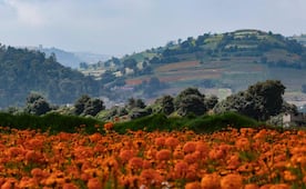 Cempasúchil, Flor con historia y tradición