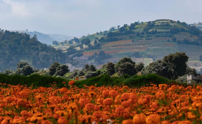 Cempasúchil, Flor con historia y tradición