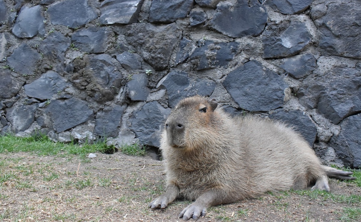 En Zacango podrás ver, acariciar y alimentar a una familia de capibaras / Foto Especial