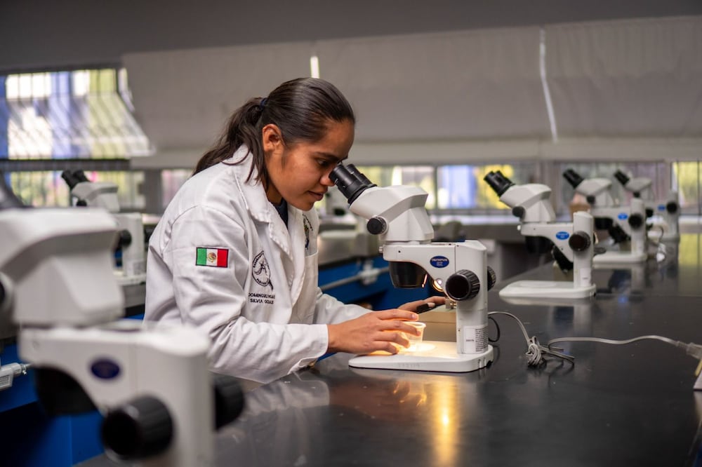 La investigadora Silvia Ocdalis Domínguez Rojas (UACh) analiza la resistencia genética de las plagas que amenazan el campo mexicano. Foto Especial