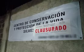 Profepa clausura Animal Experience tras el escape y muerte del tigre de bengala