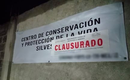 Profepa clausura Animal Experience tras el escape y muerte del tigre de bengala