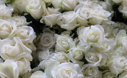 ¡Rosas para el amor! Edomex lidera la producción nacional para San Valentín