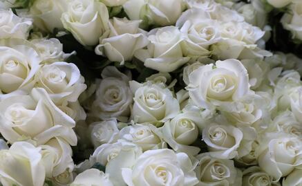 ¡Rosas para el amor! Edomex lidera la producción nacional para San Valentín