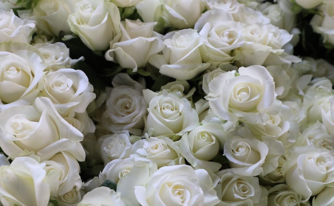 Se prevé que el coso esté entre los 200 y 250 pesos un paquete de 25 rosas rojas / Foto Especial