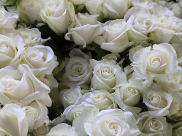 ¡Rosas para el amor! Edomex lidera la producción nacional para San Valentín