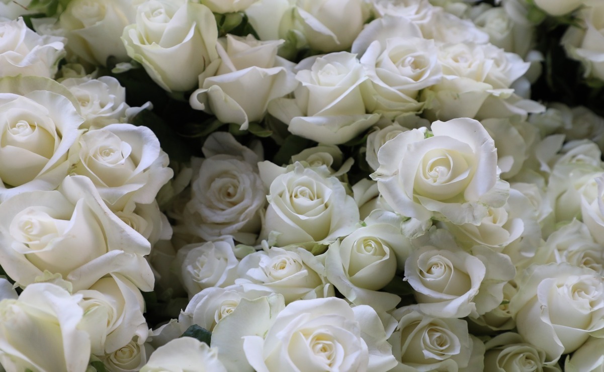 ¡Rosas para el amor! Edomex lidera la producción nacional para San Valentín