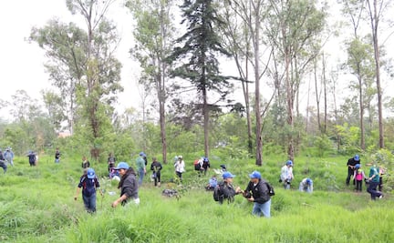 Gobierno e iniciativa privada plantan más de 60 árboles en el parque La Hoja, en Naucalpan