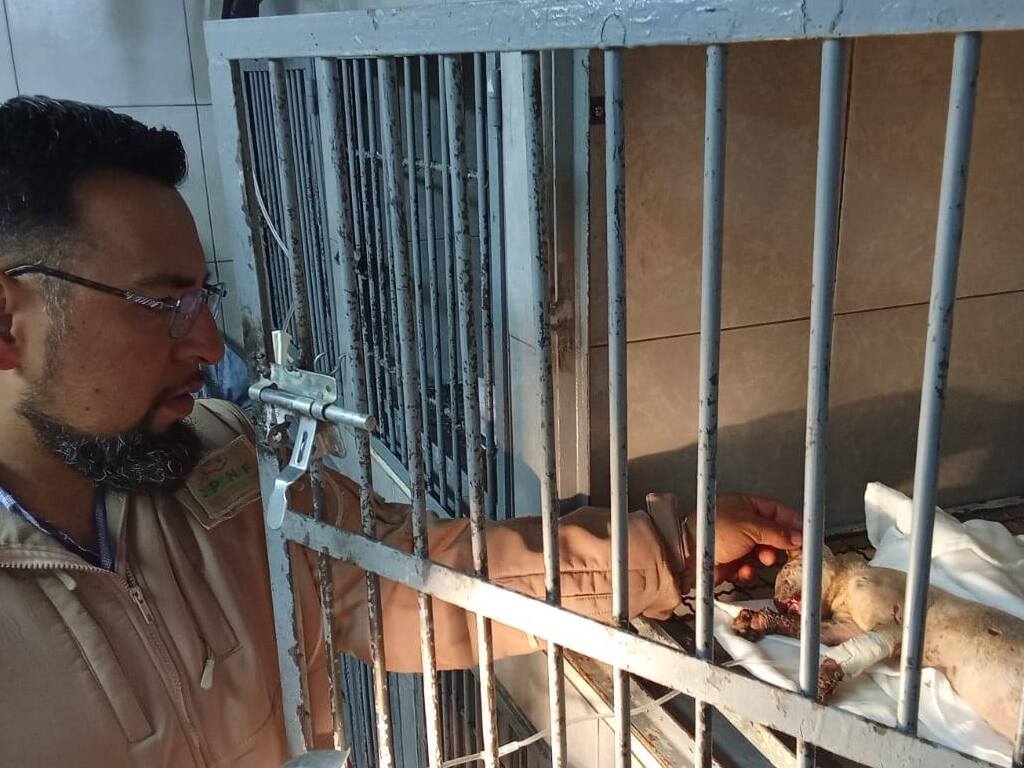 Es atendido por veterinarios de CEPANAF / Foto Especial