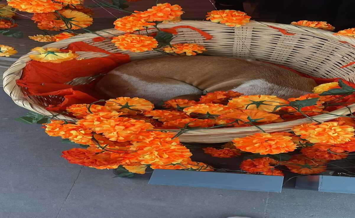 El peludito se encontraba durmiendo y acurrucado en el papel que tenía el chiquigüite. Foto: Especial