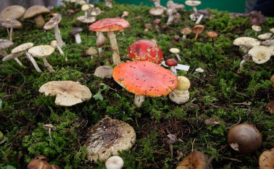 Agosto, cariñosamente llamado “hongosto” por los recolectores locales, es el corazón de esta temporada del micoturismo / Foto: Especial