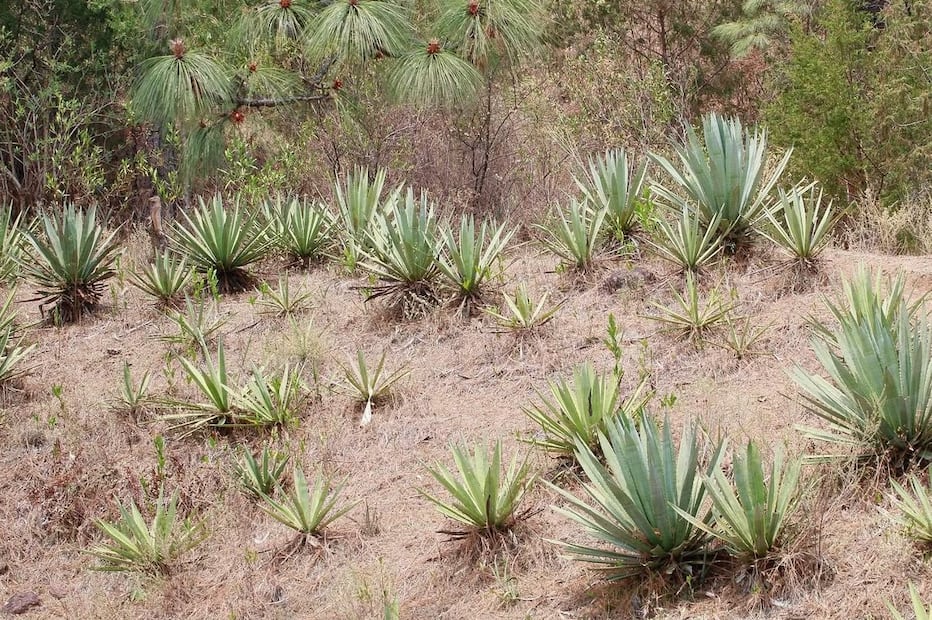 Productores mexiquenses podrían acceder a un régimen especial de estímulos fiscales y alivio tributario para fortalecer su competitividad. Foto Alejandro Vargas / El Universal