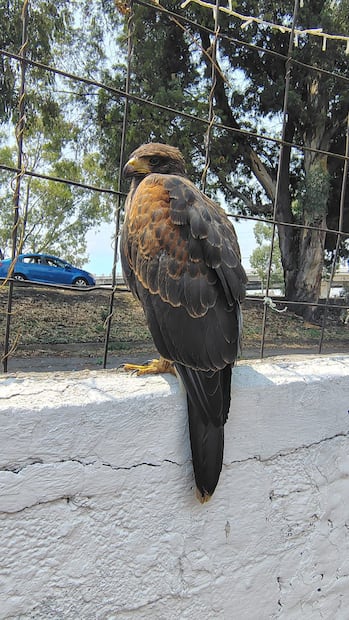 El águila  fue hallada frente a los condominios ubicados entre las  calles Arboledas e  Infonavit, en una barda de tabique y alambrón sin poder emprender el  vuelo. Foto: especial