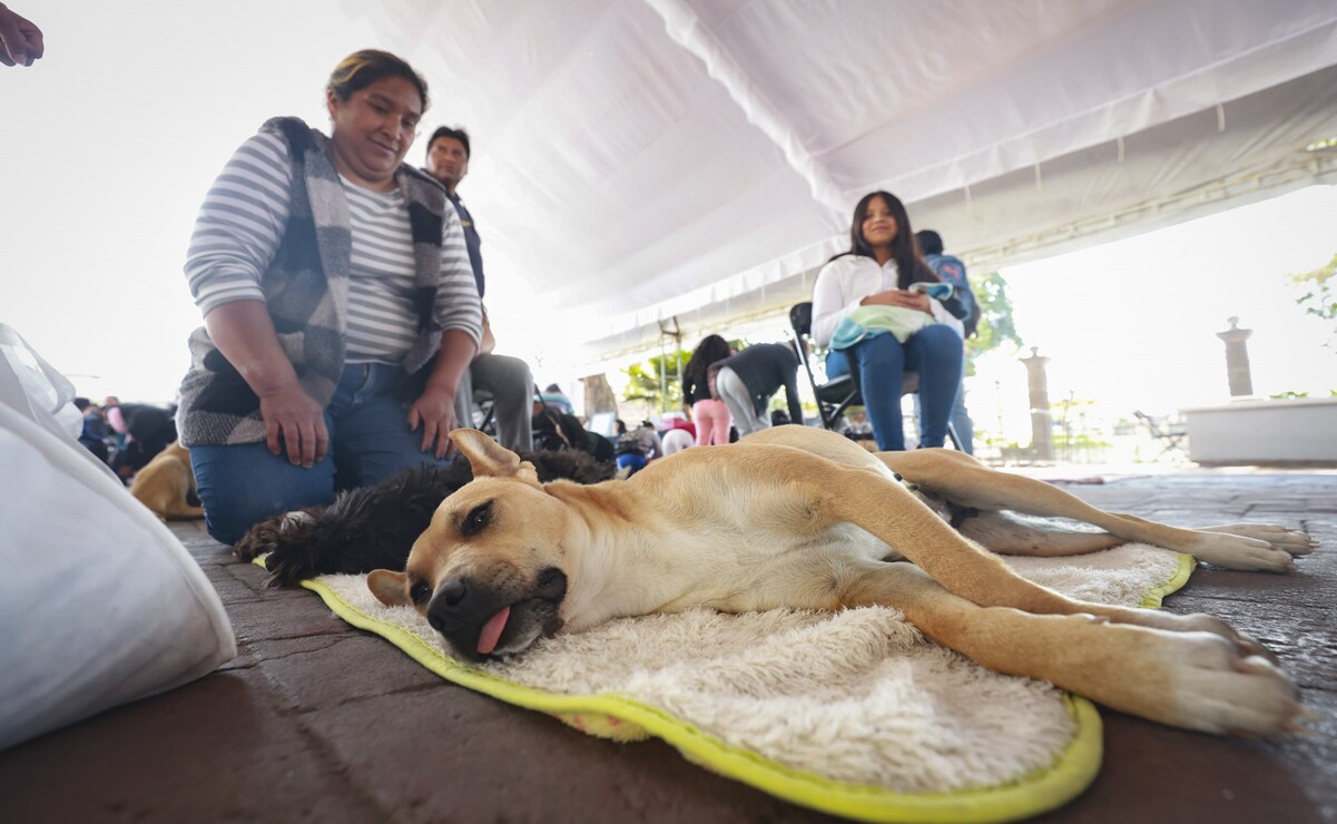 En el Edomex, cinco millones de perros viven en situación de calle, maltrato, abandono y peligro. Foto: Alejandro Vargas