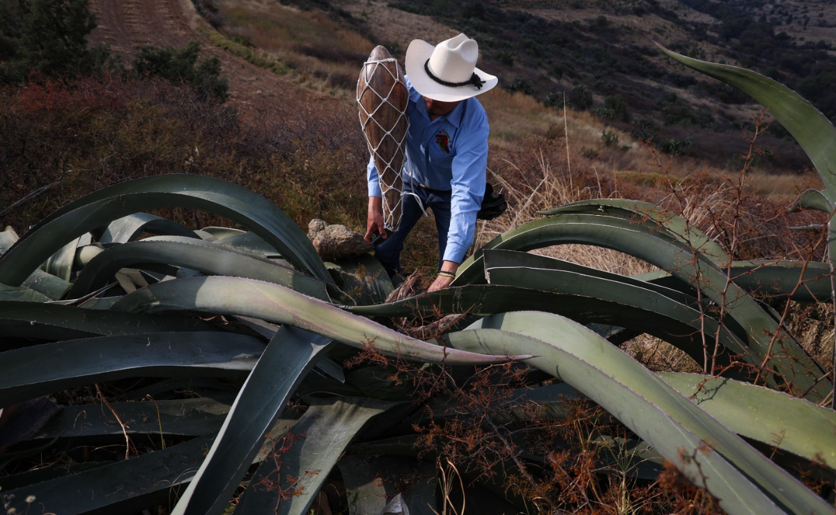Jiquipilco, un destino de sabor y tradición. Descubre la magia de la Feria del Pulque y vive una experiencia única. Foto: Luis Camacho