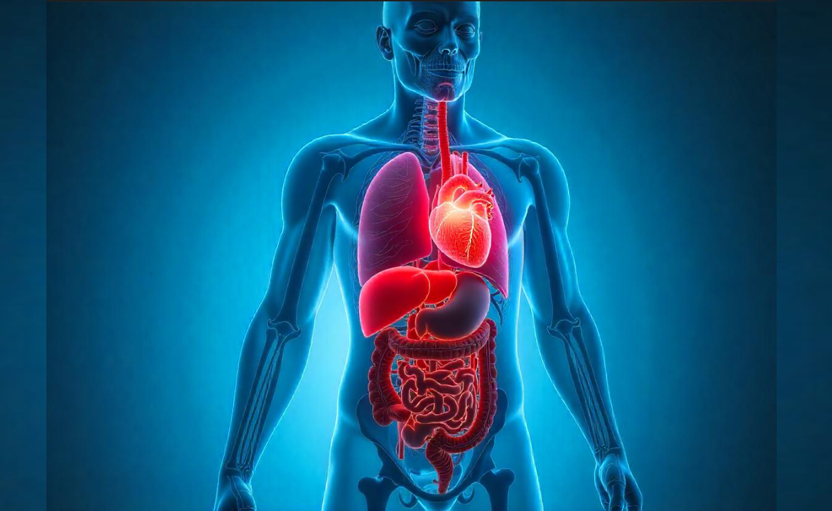 En vida es posible donar un riñón, un segmento de hígado, pulmón, intestino y páncreas. Foto IA