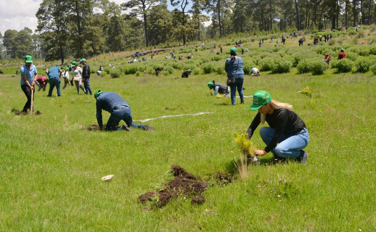 Toluca renueva sus pulmones: Más de 149 mil árboles plantados y 255 hectáreas restauradas para un futuro más verde Foto: Especial