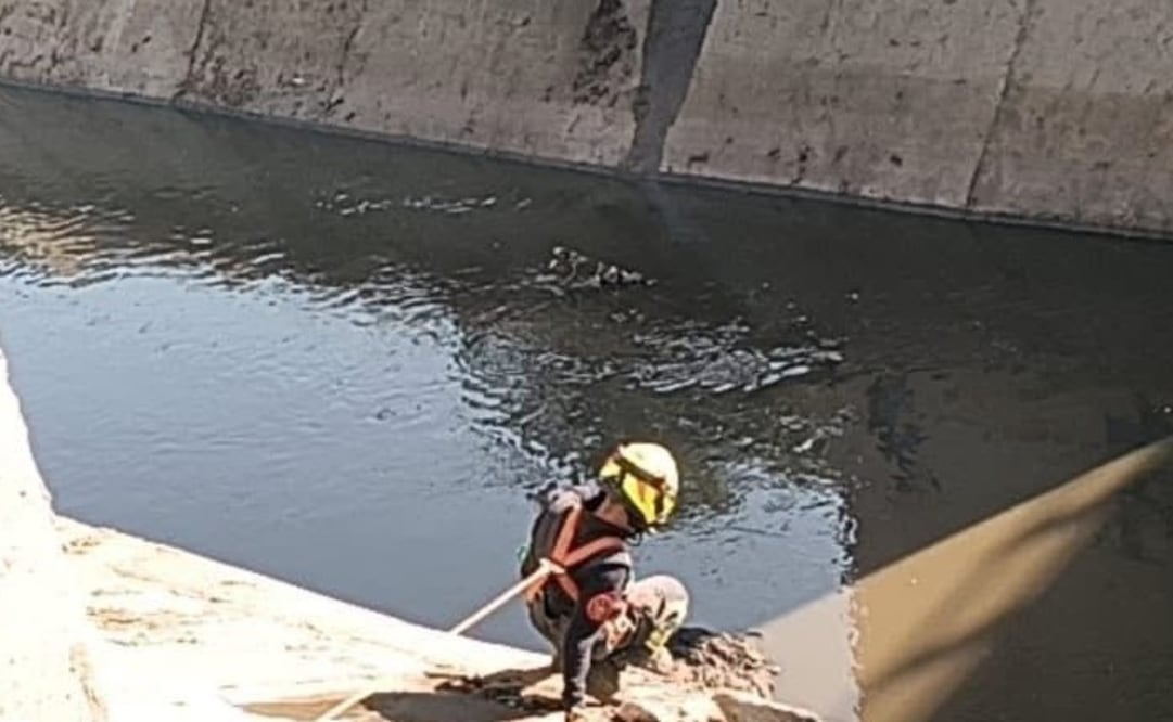 Un rescatista descendió aproximadamente 5 metros para alcanzar al canino atrapado entre las aguas negras. Foto Especial