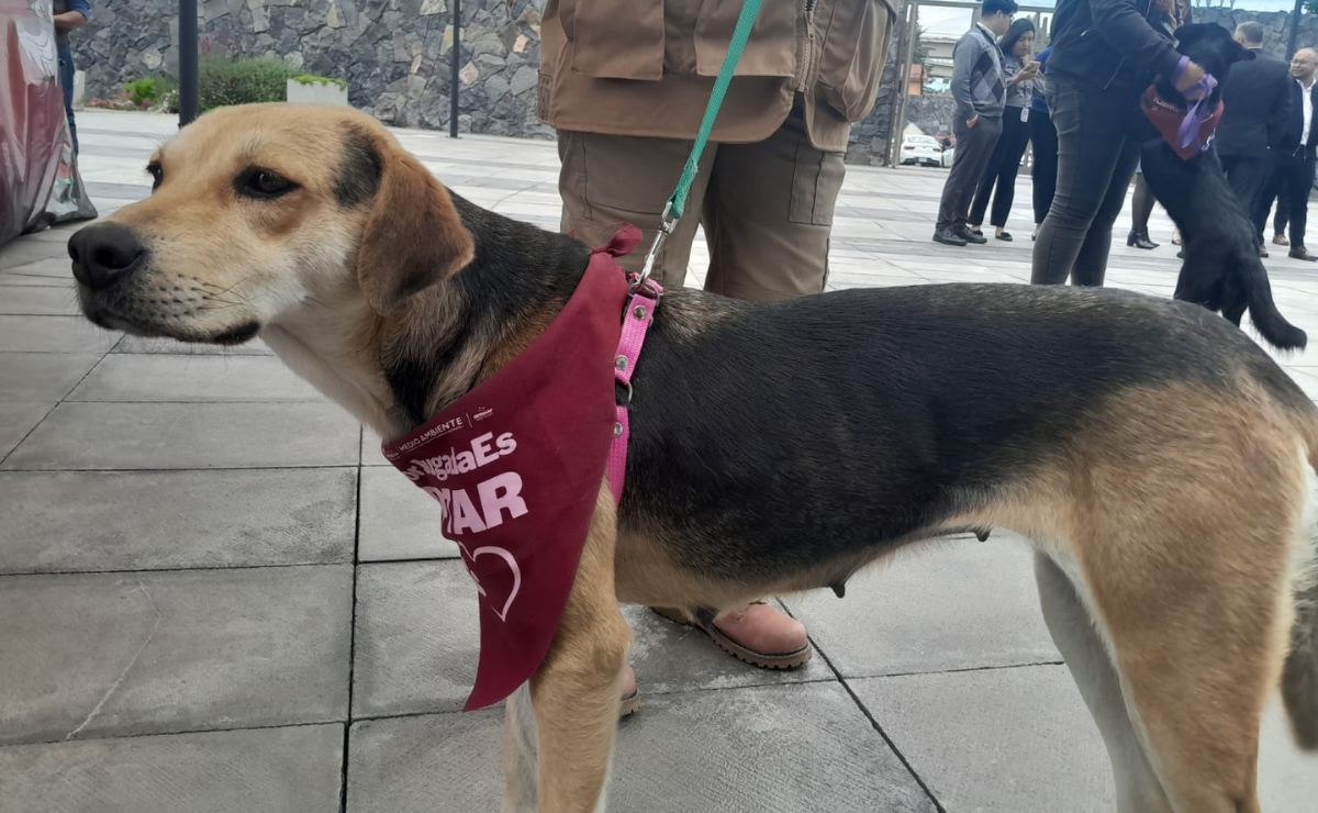 Con este programa pionero, el Poder Judicial del Edomex abre sus puertas a los fieles compañeros de personas con discapacidad, garantizando sus derechos y dignidad. Foto: Especial