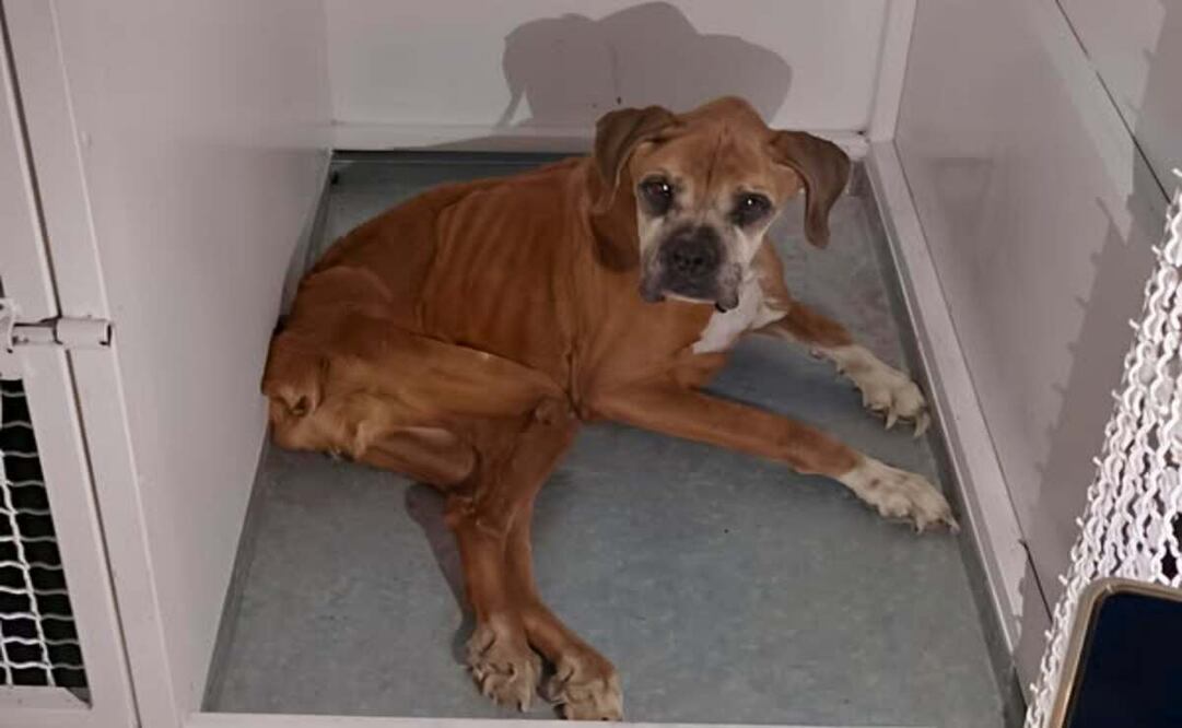 Los perritos no contaban con agua ni alimento / Foto Especial