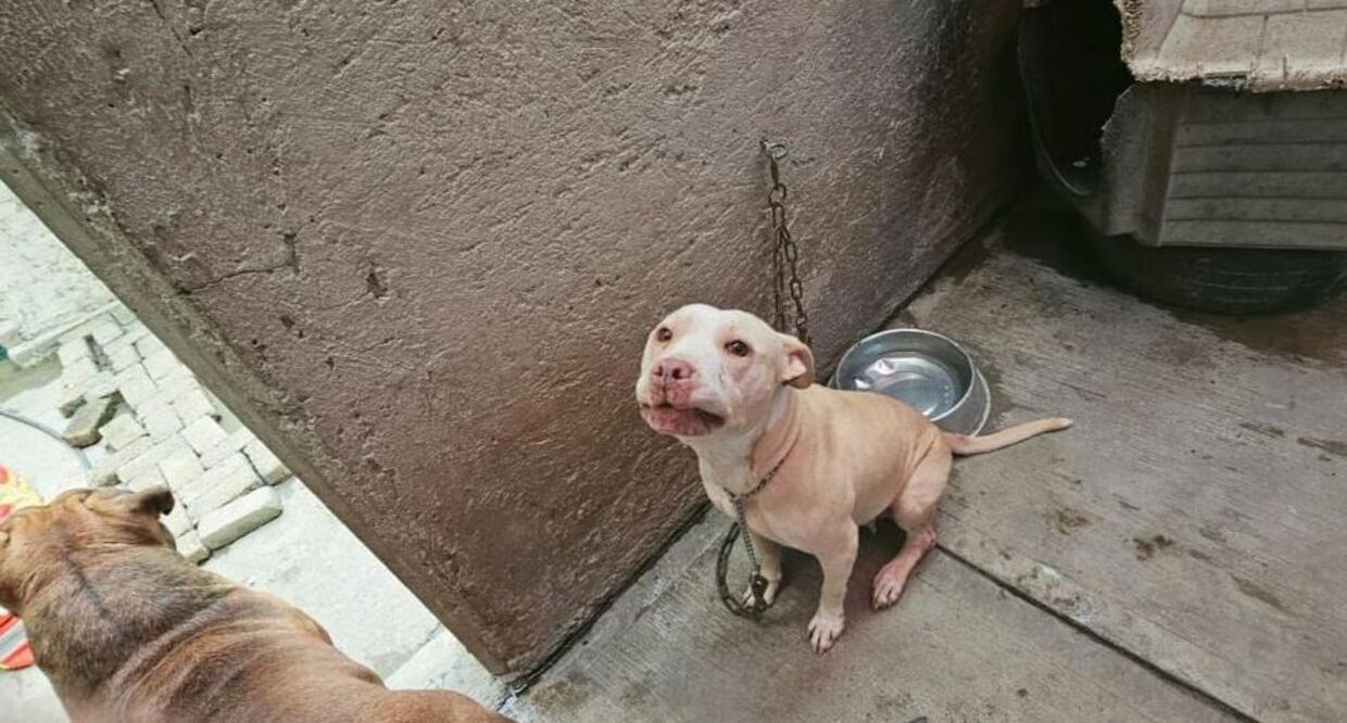 Perrito agradecido: uno de los canes rescatados en Tecámac / Foto: Especial